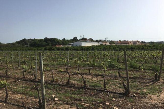 Algarve Wine Tour of Two Wine Estates - Private-style pacing with real guide attention