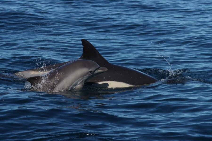 Lagoa: Dolphin Watching & Benagil Tour with Biologist Guide - FAQ